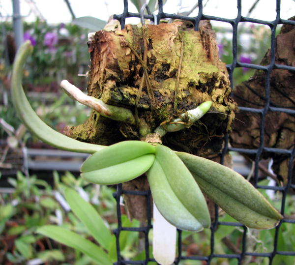 Amesiella monticola.jpg