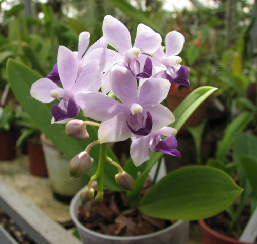 Орхидея Doritaenopsis Kenneth Schubert x Doritaenopsis Purple Martin x Doritis pulcherrima 'Blue'.jpg