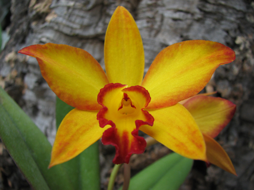 Potinara Love Tapestry 'Popular Song' 1.jpg