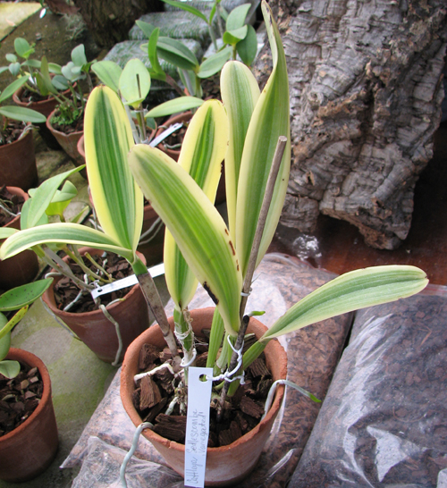 Cattleya Sedlescombe 'Variegated'.jpg