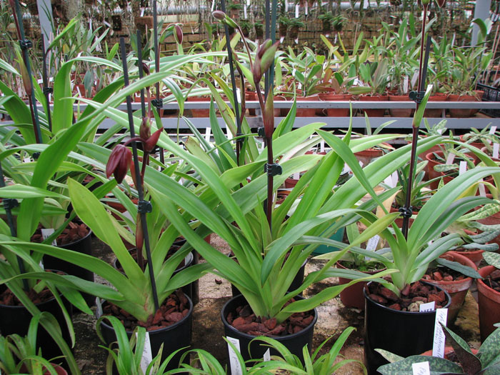 Phragmipedium Memory Dick Clements (besseae x sargentianum).jpg