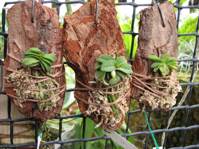 Schoenorchis fragrans.jpg