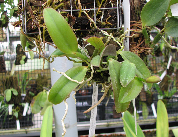 Laelia alaori escura x self.jpg