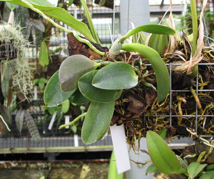 Laelia alaori escura II x Laelia alaori escura I.jpg