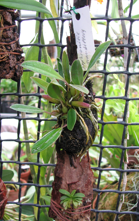 Sophronitis grandiflora.jpg