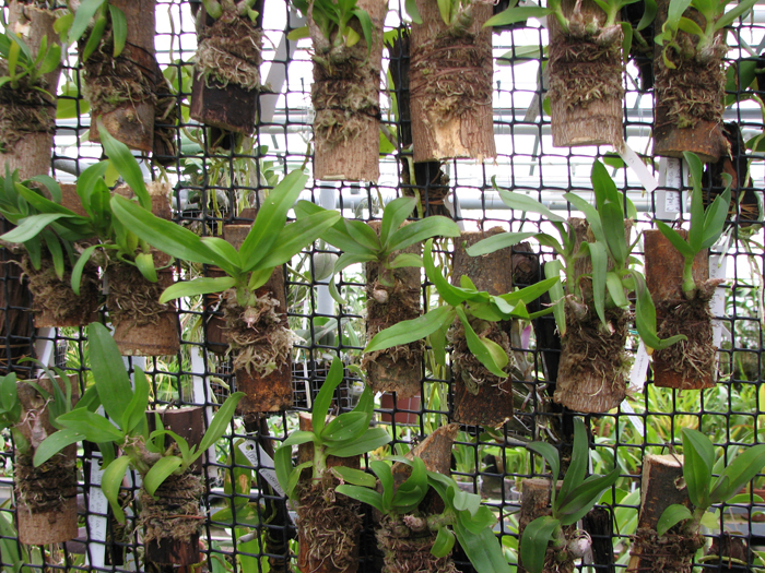 Dendrobium peguanum.jpg