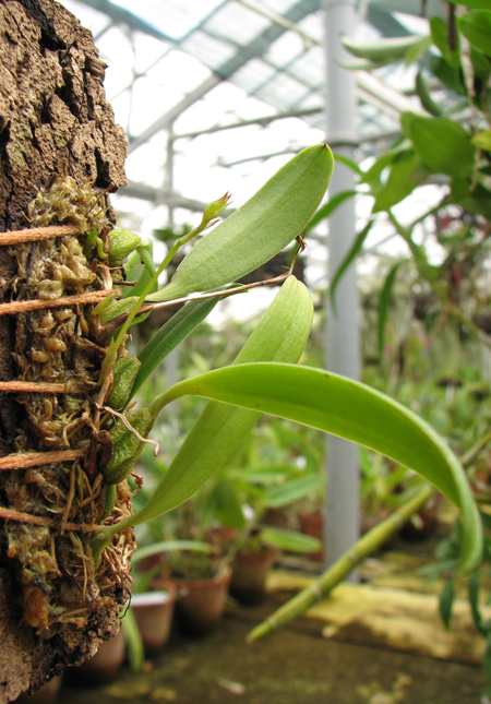 Bulbophyllum hirundinis.jpg