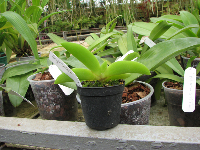 Angraecum leonis.jpg