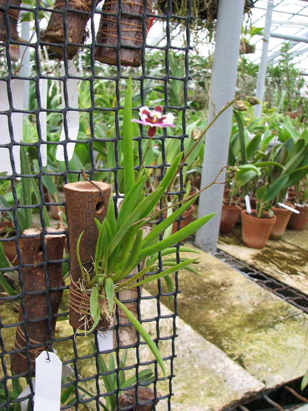 Oncidium (Tolumnia) Jairak Hybrids.jpg