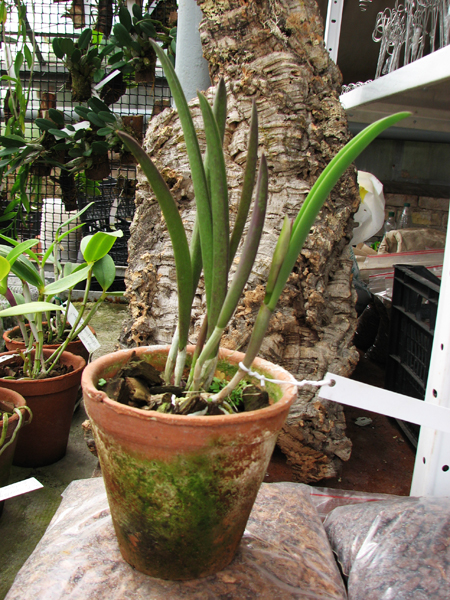 Brassavola Jiminy Cricket 'Superbug'.jpg