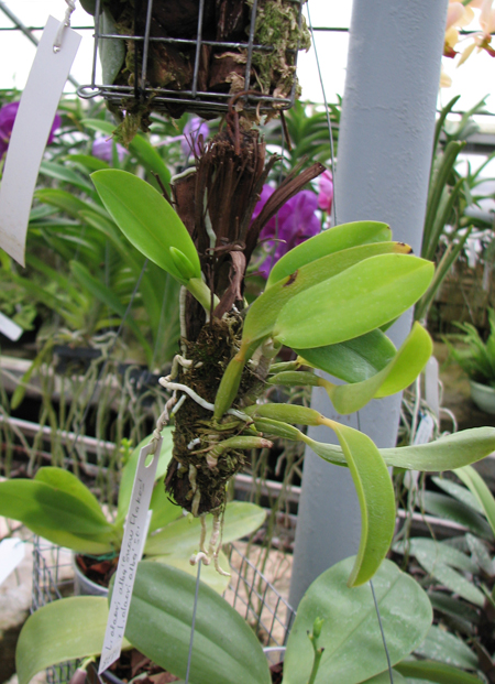 Laelia alaori alba 'Snow Flakes' x Laelia alaori alba 'SC'.jpg