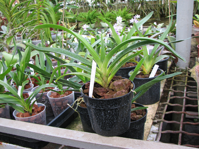 Angraecum Lady Lisa 'Rosemary' x sesquipedale.jpg