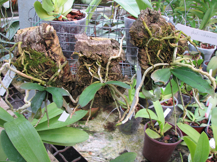 Aerangis mystacidii x decaryana.jpg