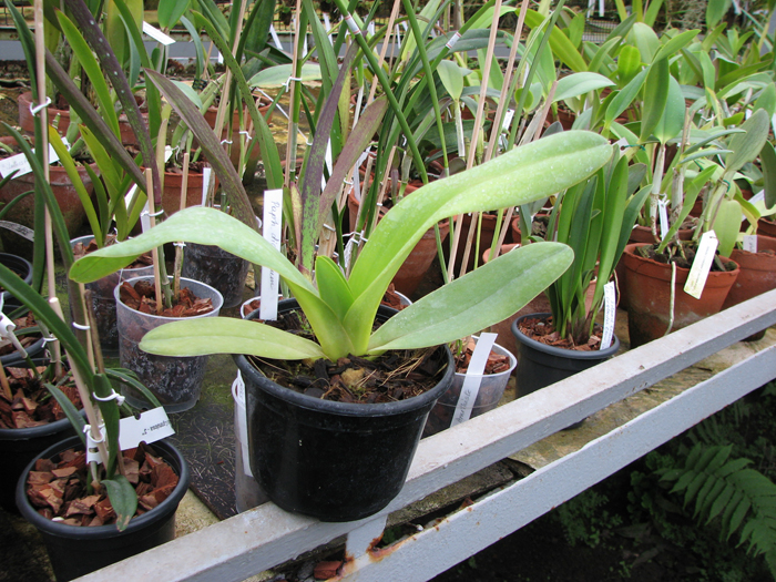 Paphiopedilum dianthum.jpg