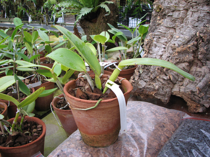 Cattleya labiata coerulensis'.jpg