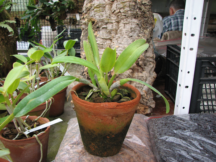 Cattleya jenmanii orlata 'Pacaraima' x SELF.jpg
