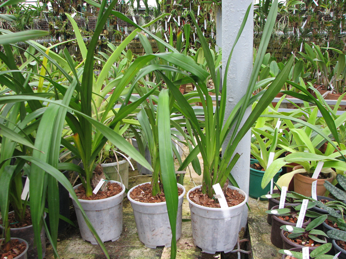 Cymbidium Everett Stockstill 'Bulai'.jpg