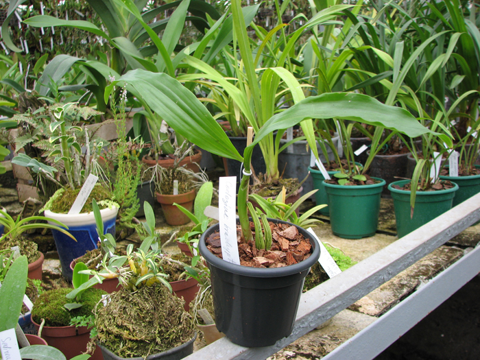 Coelogyne brachyptera.jpg