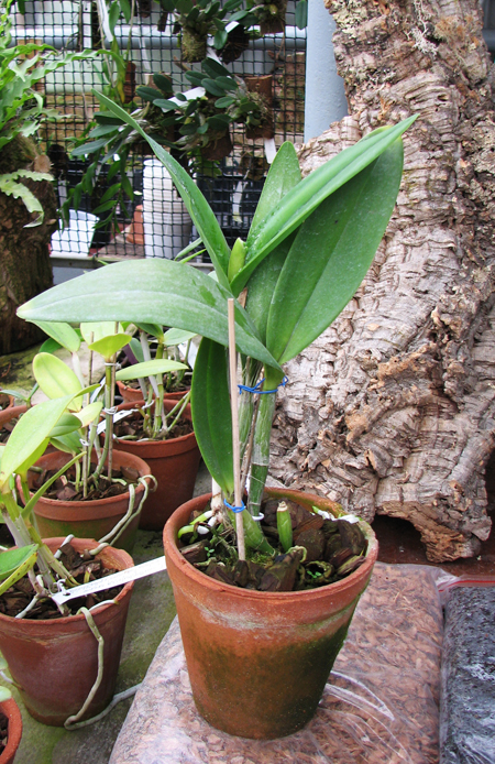 Brassolaeliocattleya Village Chief North 'Green Genuie'.jpg