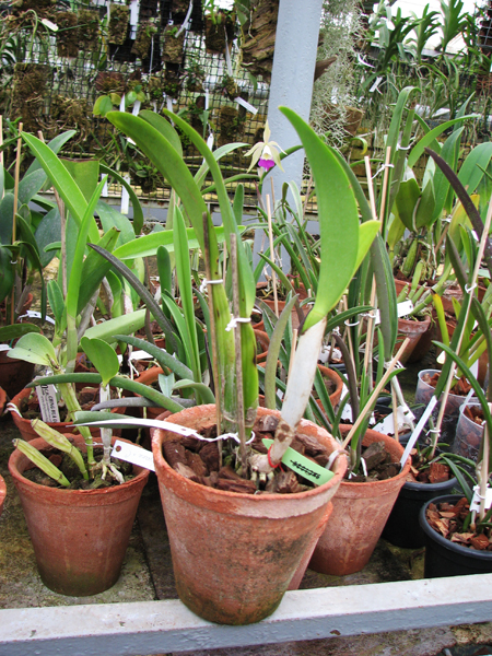 Brassocattleya Chief Pink 'Diana'.jpg