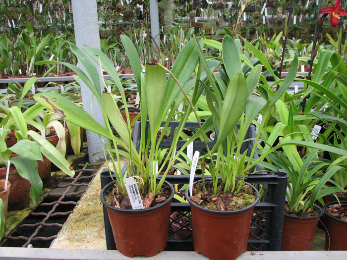 Masdevallia coccinea.jpg