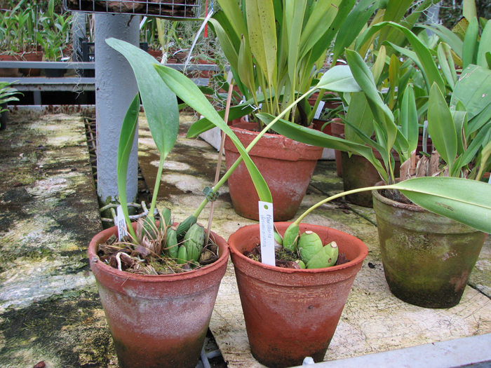 Maxillaria desvauxiana.jpg