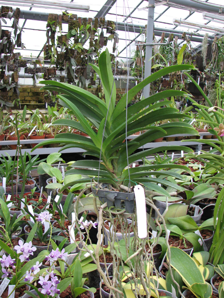 Vanda Somsri Pink x Vanda Golamcos Blue Magic.jpg