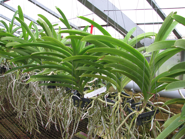Vanda Robert Delight 'Dark Red'.jpg