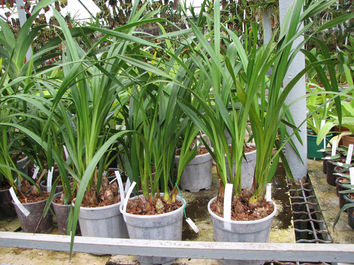 Cymbidium Lucky Flower 'Ammitsu Hime'.jpg