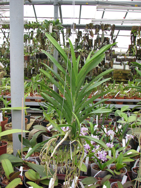 Ascocenda Princess Mikasa Blue.jpg