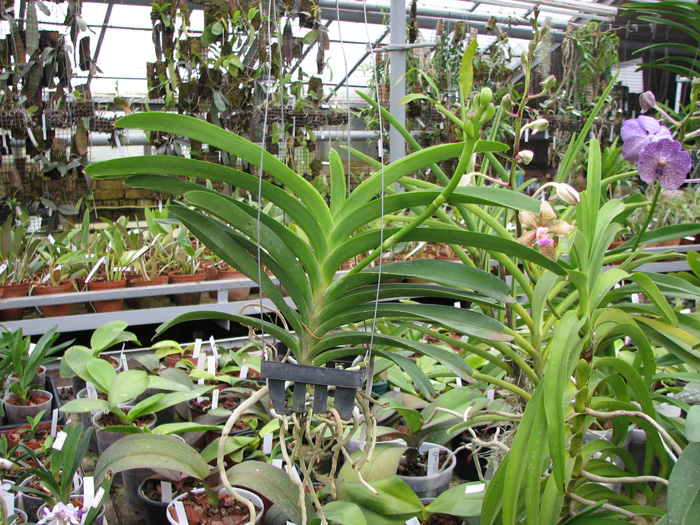 Vanda Tokyo Blue.jpg