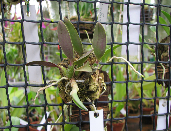 Sophronitis brevipedunculata.jpg