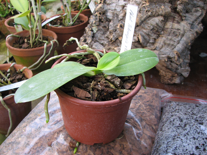 Phalaenopsis tetraspis x Phalaenopsis thalebanii.jpg
