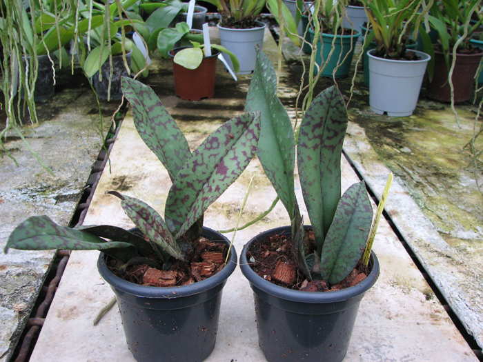 Psychopsis Mendenhall 'Hildos'.jpg