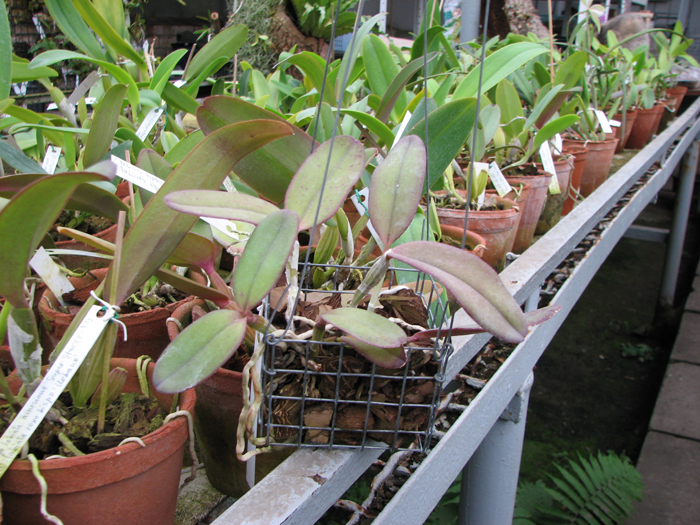 Cattleya schilleriana 'Cleber Munhol' x Cattleya schilleriana 'Pedra do Vento'.jpg