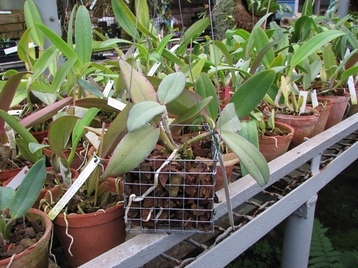 Cattleya schilleriana 'Ibiracu' x Cattleya schilleriana 'Daniel Endringer'.jpg