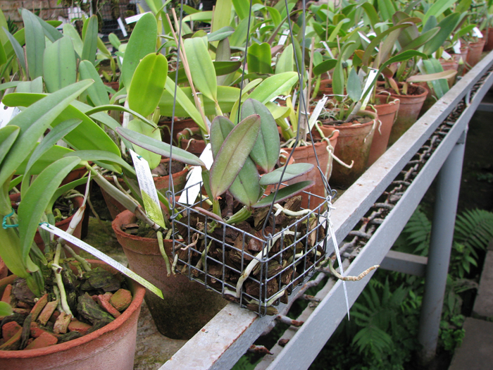 Cattleya schilleriana 'Biriricas' x Cattleya schilleriana 'Olinda'.jpg