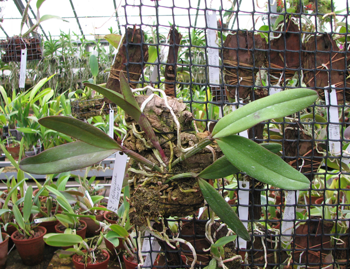Cattleya schilleriana 'Sem ID'.jpg