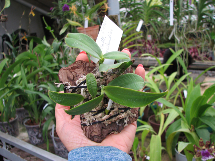 Cattleya aclandiae blok.jpg