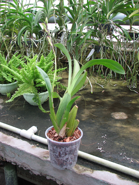 Beallara Marfitch Howard's Dream 'Red Fox'.jpg