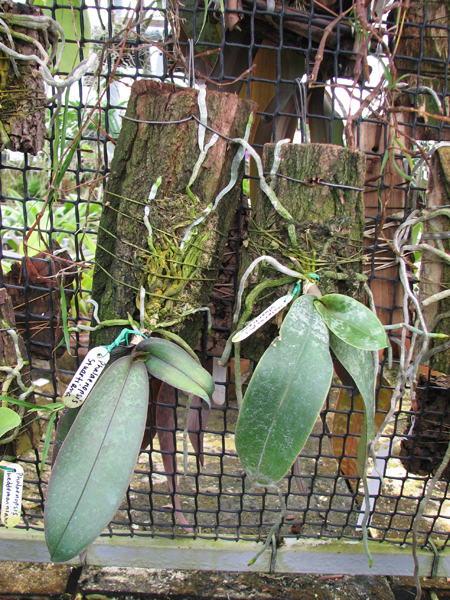 Phal stuartiana.jpg