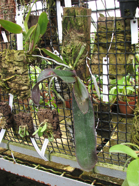 Phal sanderiana.jpg