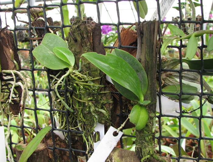 Phal zebrina.jpg