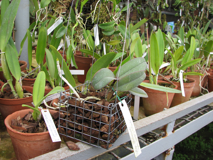 Cattleya schilleriana 'Agua Surda' x Cattleya schilleriana 'Olinda'.jpg