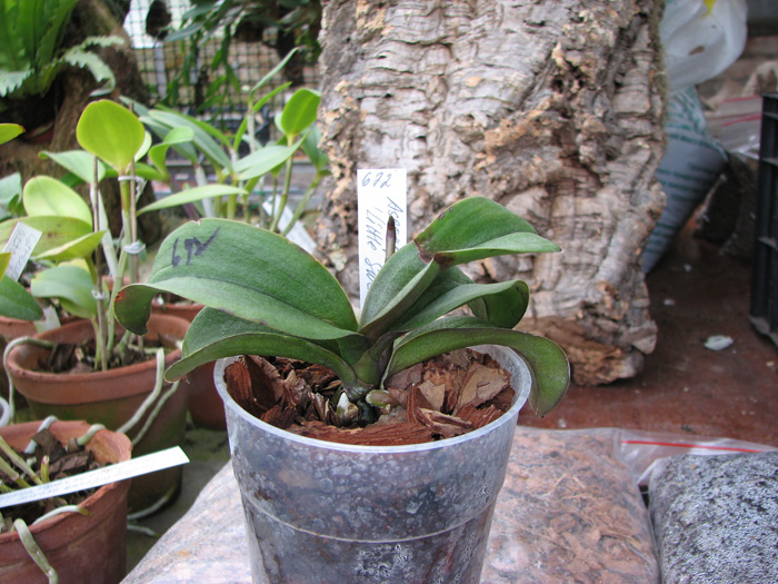 Asconopsis Jiaho's Orange 'Little Sweet Orange'.jpg