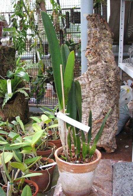 Laelia purpurata 'Roxo Bispo'.jpg