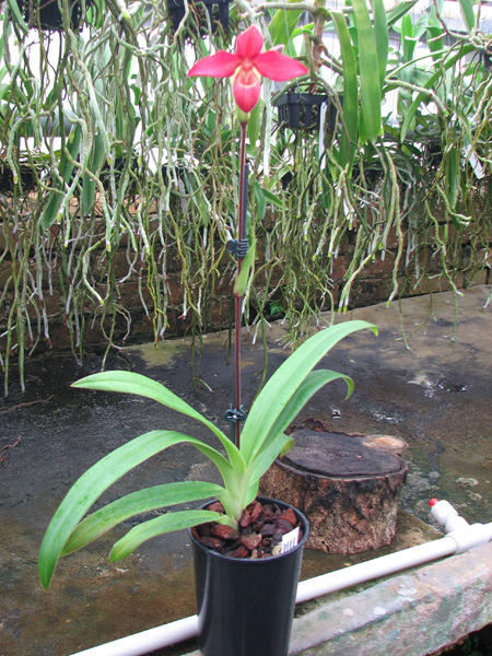 Phragmipedium Memory Dick Clements (besseae x sargentianum).jpg