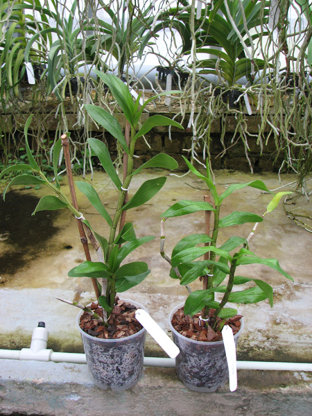 Dendrobium Dawn Marie.jpg