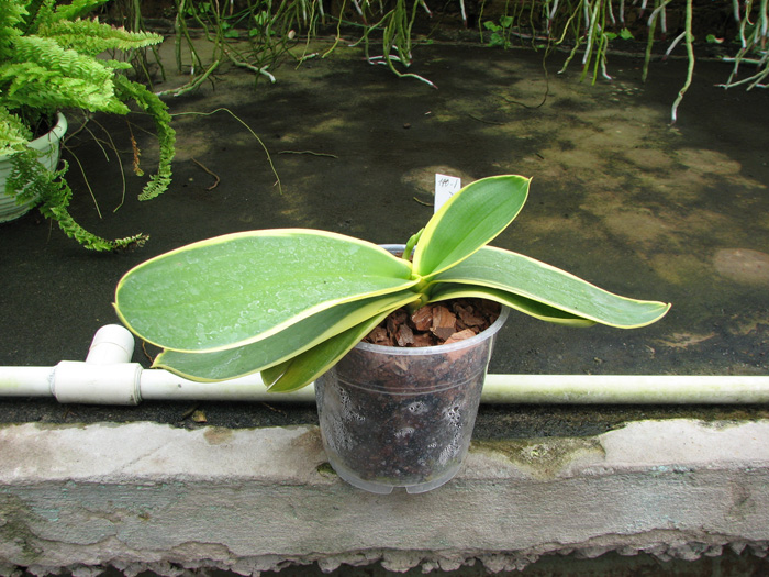 Phalaenopsis Amabilis 'ORCHIS'.jpg