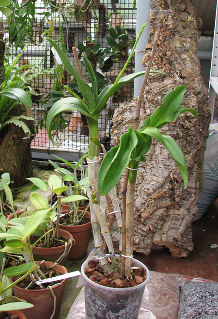 Dendrobium Snow White.jpg